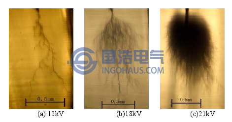 不同形態(tài)的電樹枝